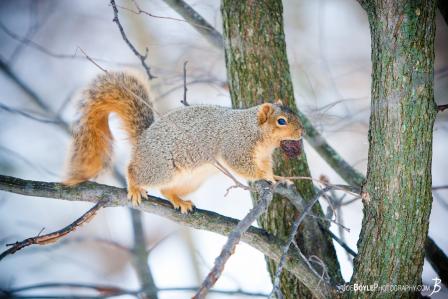 squirrel-climbing-on-branch