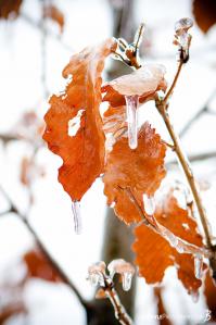 leaves-with-icicles