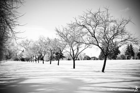 row-of-trees-in-the-snow-black-white