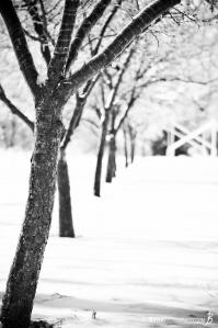portrait-row-of-trees-in-the-snow-black-white