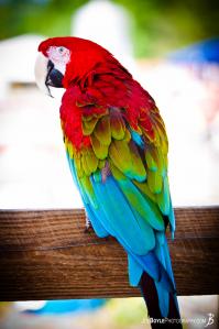 macaw-parrot