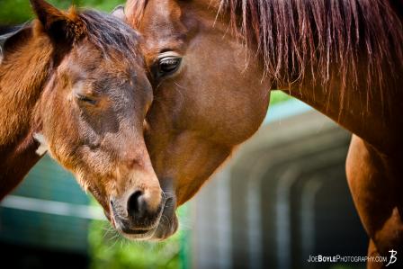 momma-horse-embraces-her-colt