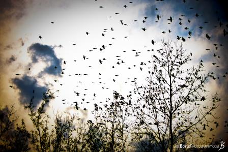birds-on-tree-flying-away