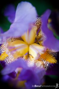flowers-bearded-iris-from-the-top-looking-down