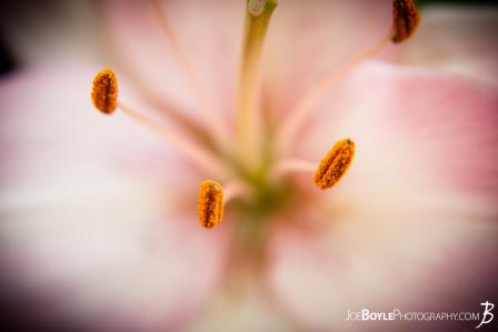 flowers-pink-lily-anther-focus