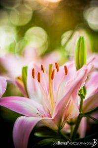 flowers-pink-lily-portrait