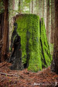 tree-stump-with-moss