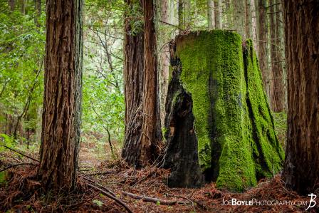 trail-in-the-woods-moss-covered-tree-stump