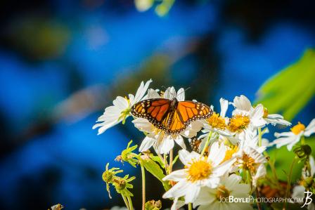 butterfly-on-white-daisies-iii