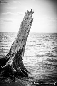 tree-trunk-in-the-lake