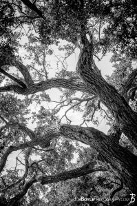 whimsical-tree-in-virginia-black-white
