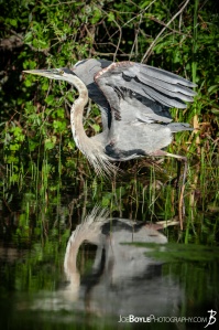 heron-taking-off-for-flight-with-lake-reflection