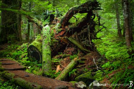 tree-stump-and-moss-on-the-wonderland-trail