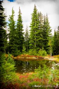 lake-and-trees-on-the-wonderland-trail