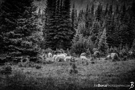 goat-herd-on-the-wonderland-trail-black-white