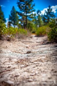 close-up-of-path-trail-in-zion-national-park-ii