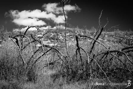gnarly-withered-surreal-cool-looking-trees-black-white