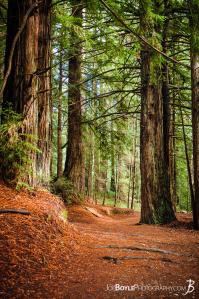 path-in-the-woods-at-university-of-california-santa-cruz