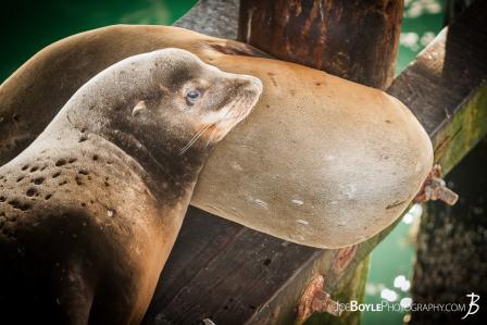 sea-lions-at-rest-one-eye-open