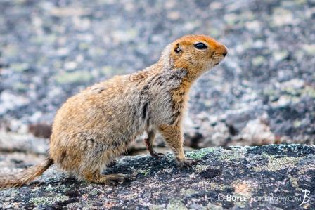 squirrel-or-chipmunk-on-the-kesugi-ridge-trail