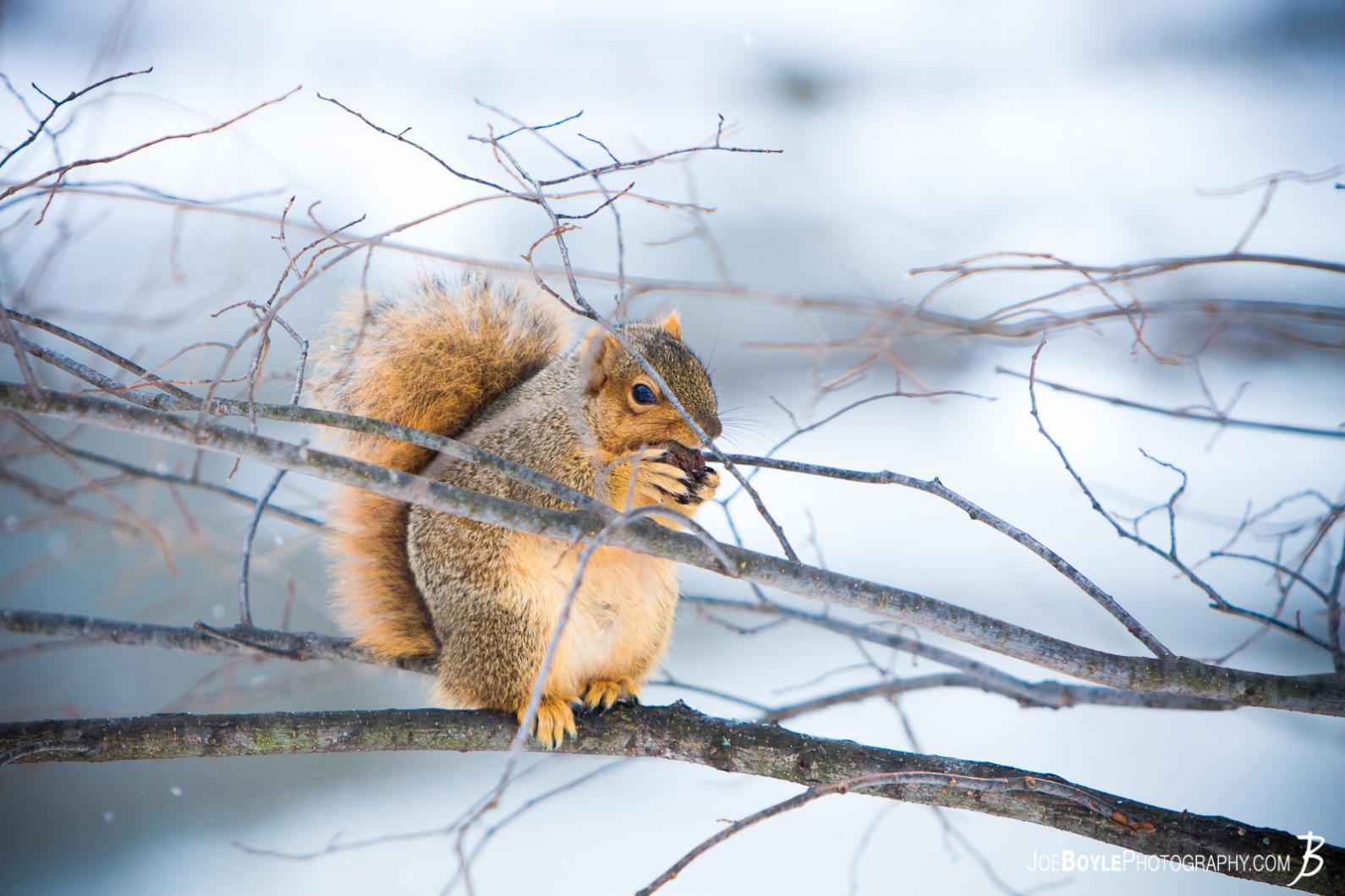 squirrel-on-tree-branch