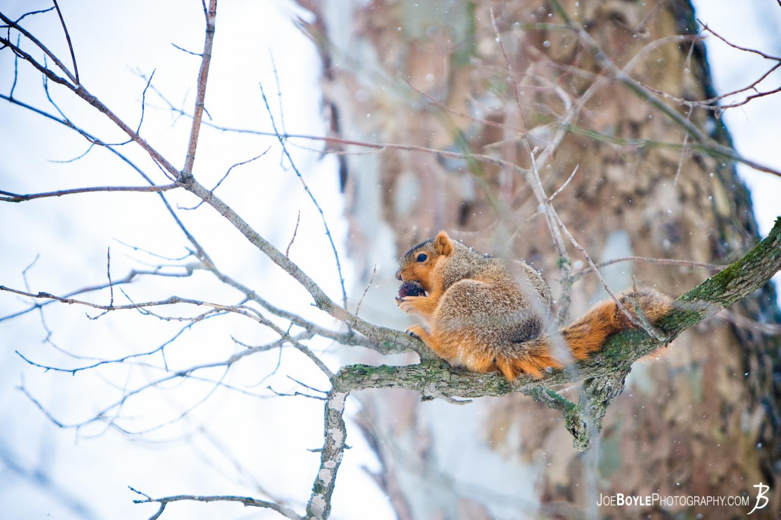 squirrel-sitting-on-branch-in-the-snow