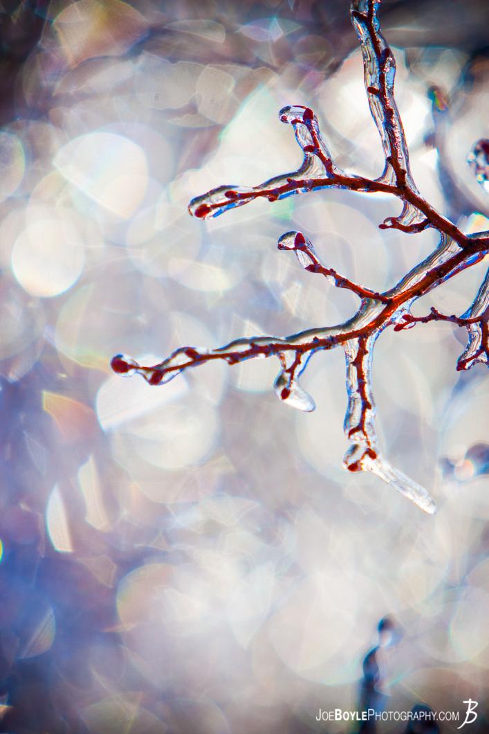 span-of-tree-branches-coated-with-ice