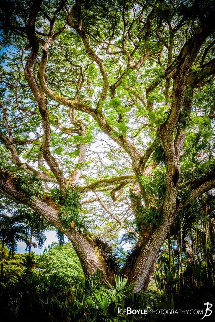 whimsical-tree-in-hawaii