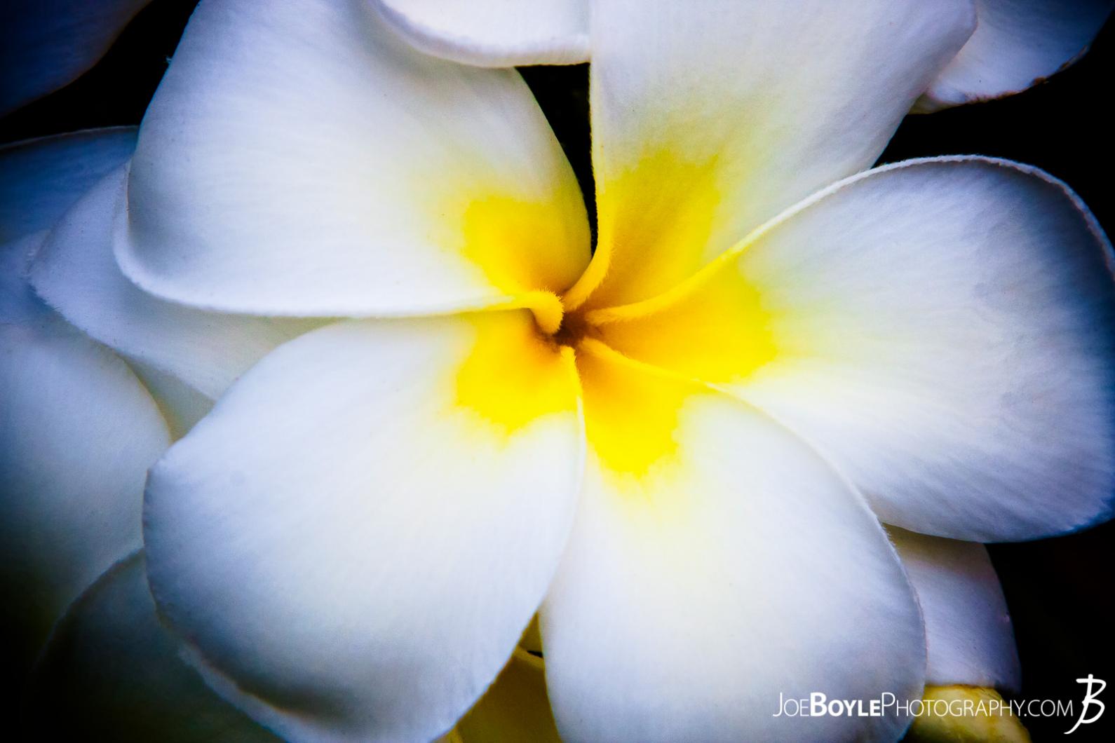 While travelling to, in and around Hawaii I was able to capture some really gorgeous and beautiful flowers! This plumeria being one of them!