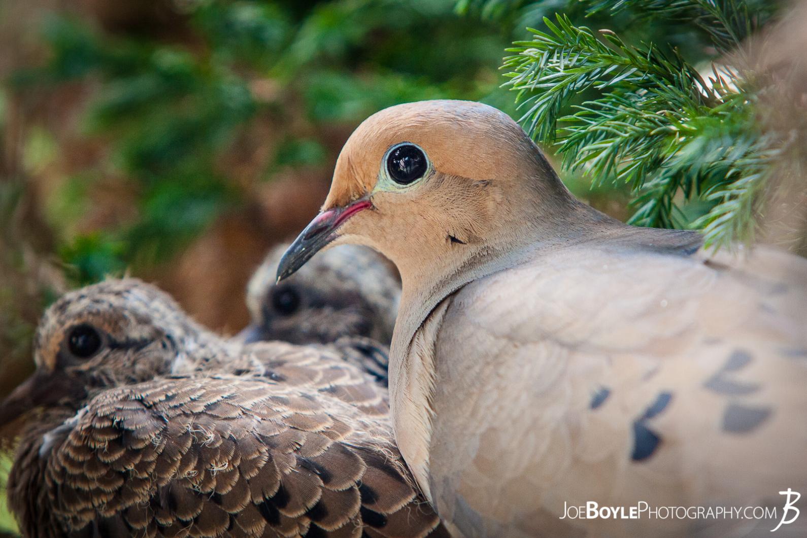birds-in-nest-close-up
