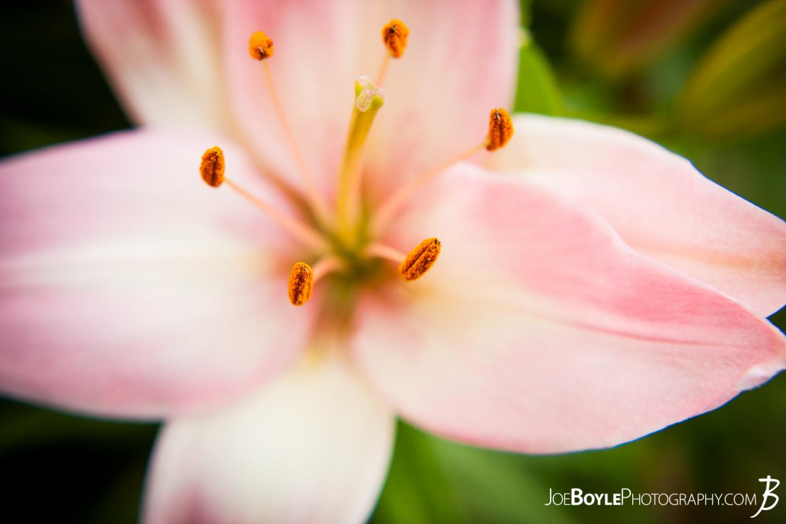 flowers-pink-lily-ii-anther-focus