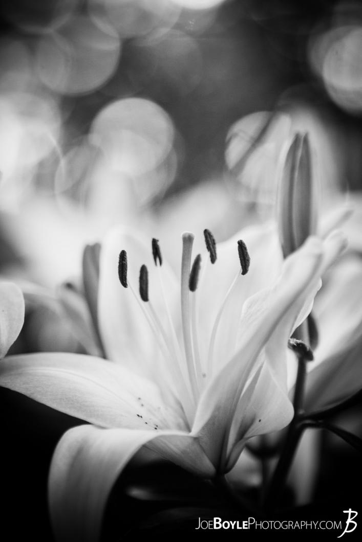 flowers-lily-black-and-white