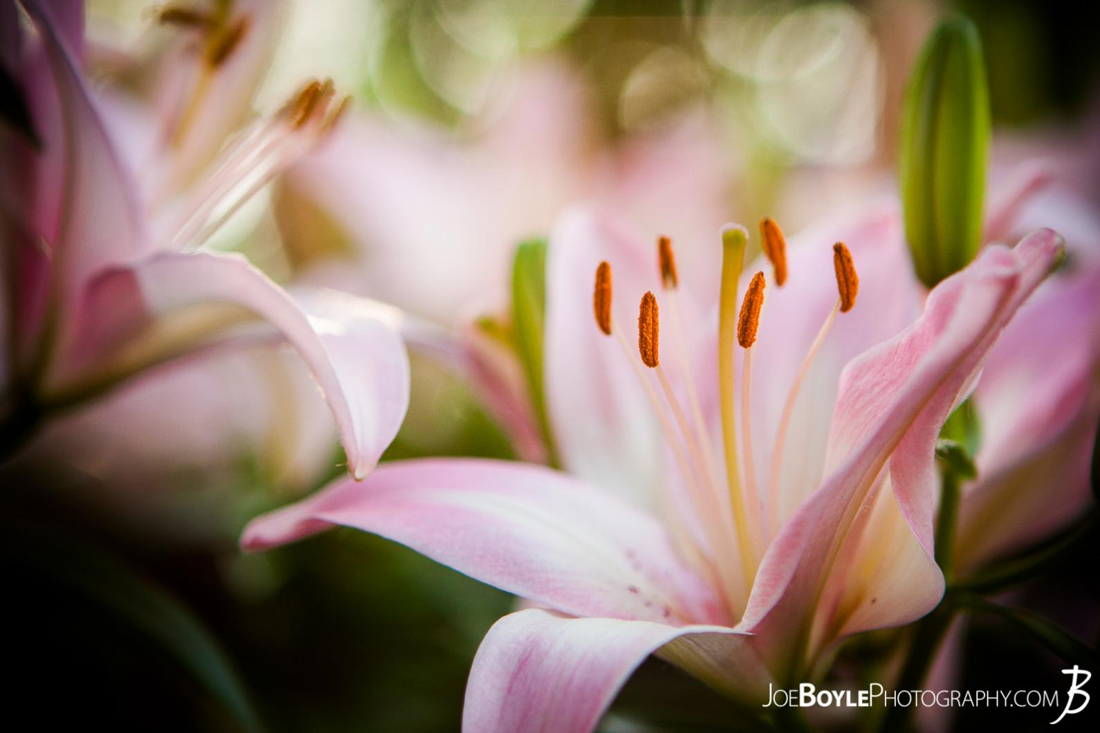 I took this image of these pink lilies on one, sunny afternoon. I walked past these flowers for a few days before finally remembering to bring my camera with me!
