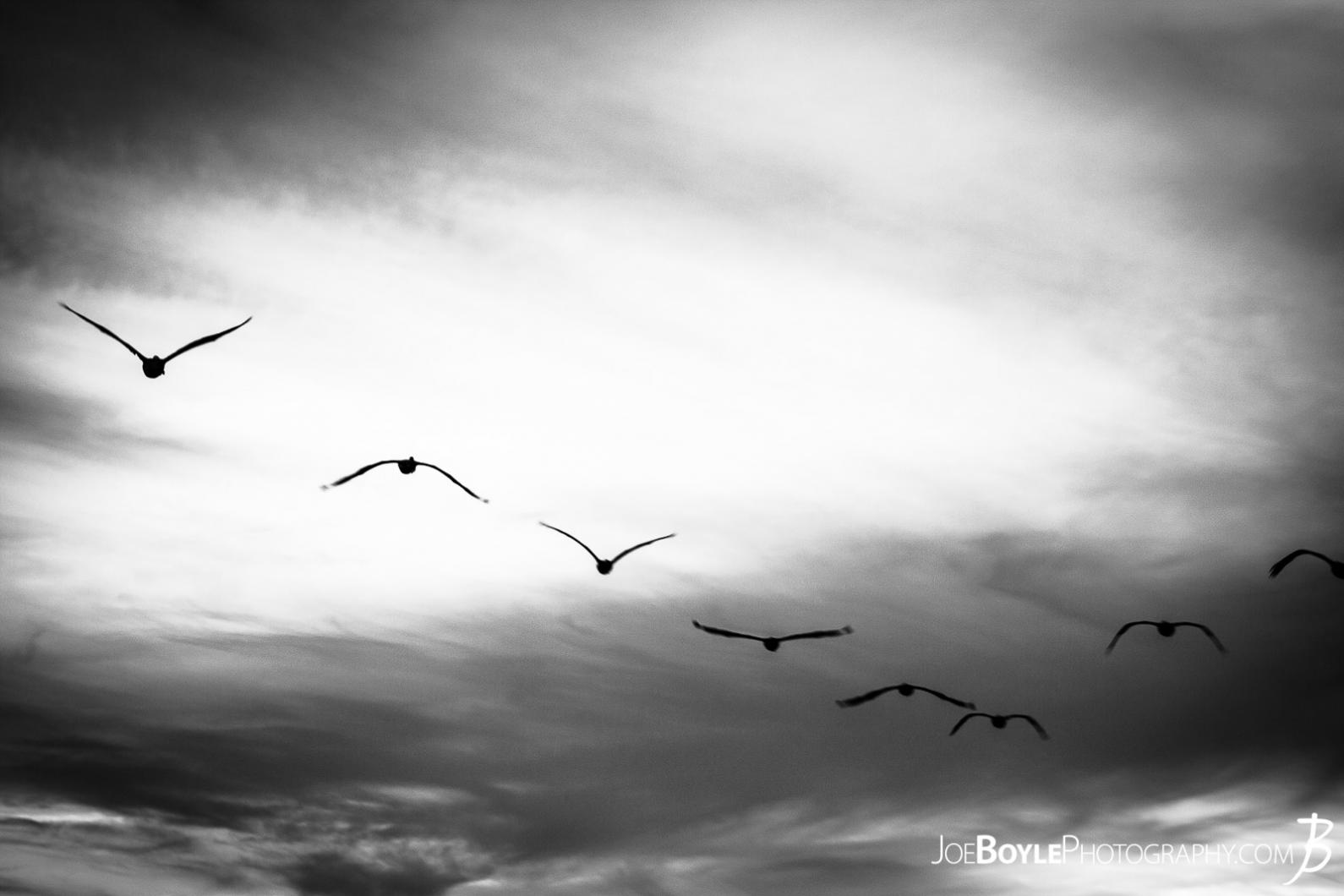 herons-in-the-sky-black-white