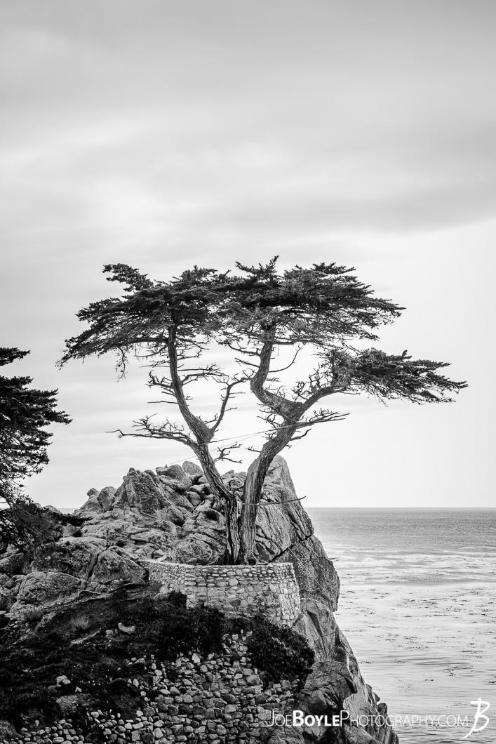 the-lonely-cypress-portrait-bw