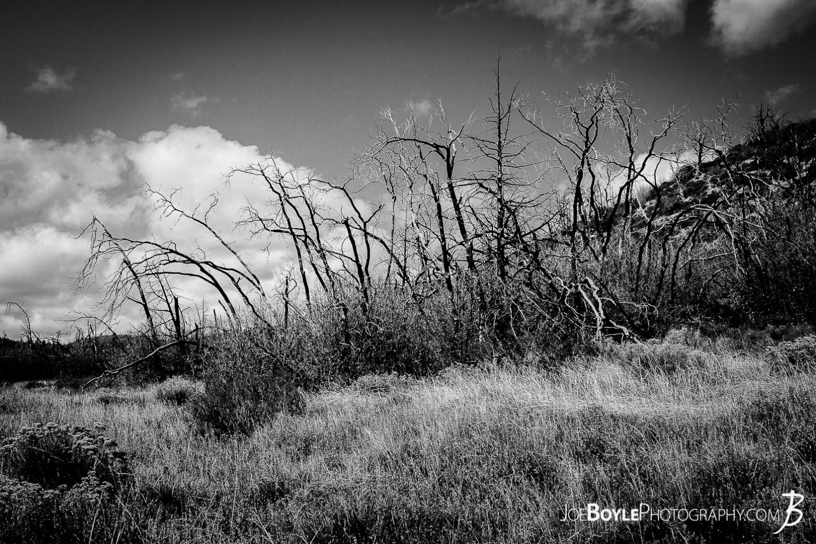 gnarly-withered-surreal-cool-looking-trees-ii-black-white