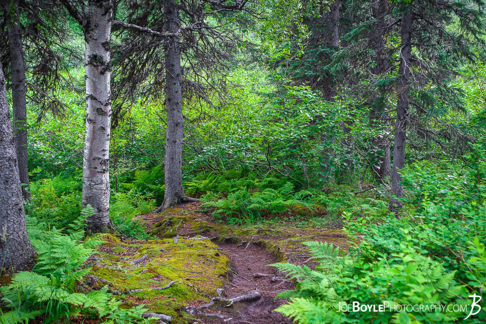 This photo is near the very beginning of the Kesugi Ridge Trail located in Denali State Park.