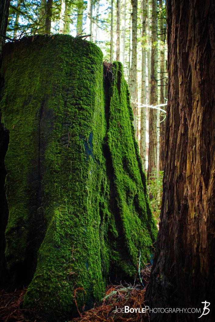 another-tree-stump-in-the-woods-at-university-of-california-santa-cruz