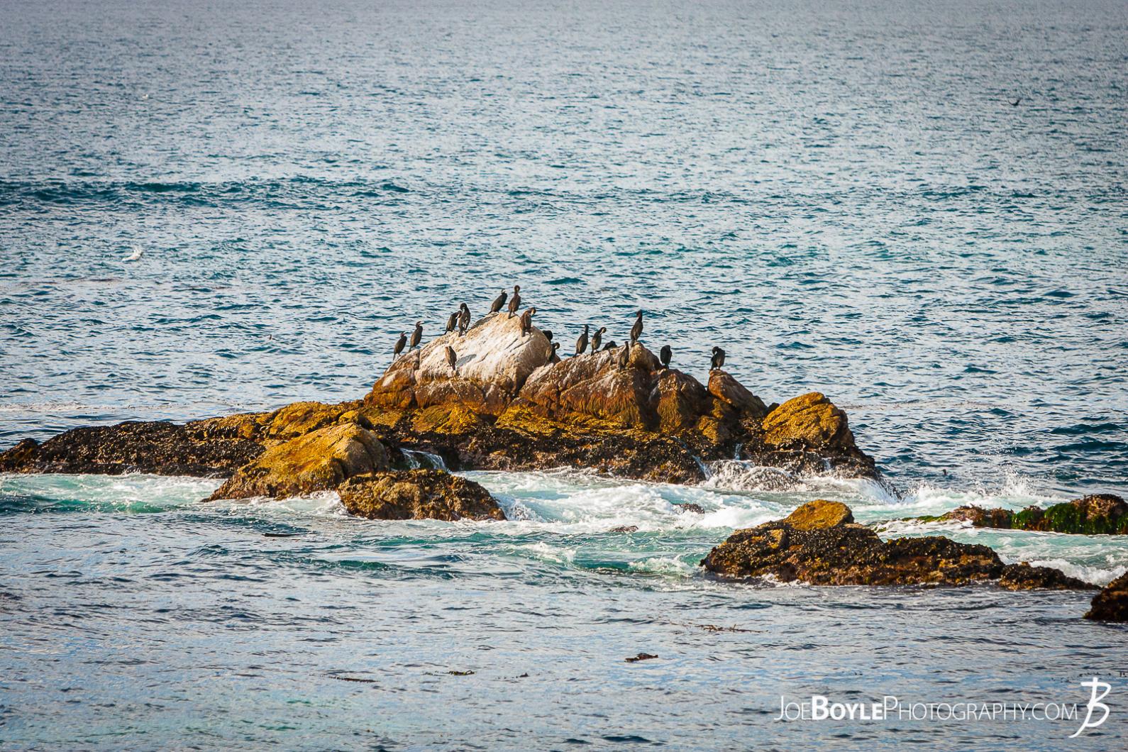 On our way along the 17 Mile Drive to Carmel by the Sea there was quite a bit of wildlife! Their were a lot of birds sitting on rocks like this one pictured here. I believe they are called Cormorants.