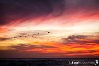 Herons Flying in the Sunset.