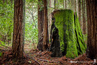 Trail in the Woods at UCSC.