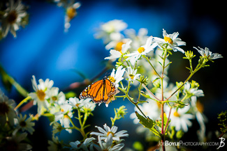 Butterfly on White Daisies