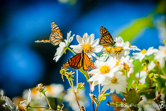 Butterflies on White Daisies